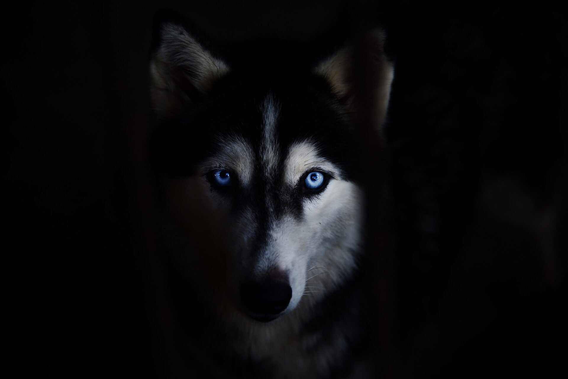 Siberian Husky